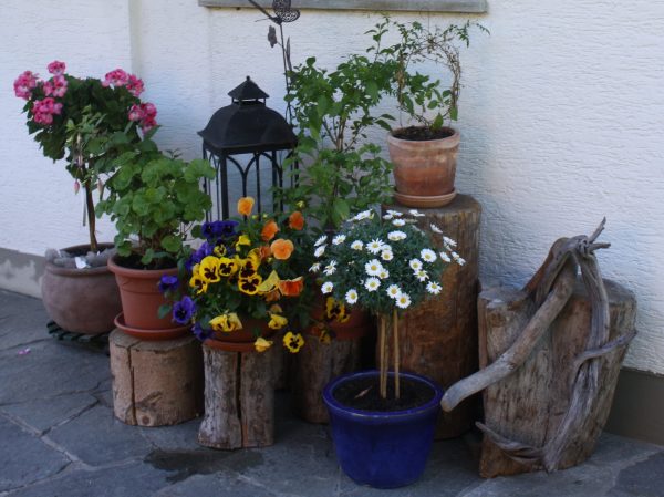 Blumen (1)